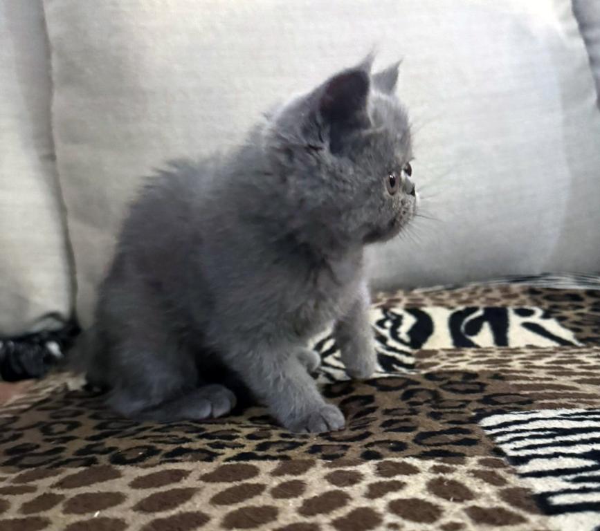 Graysi Is A Gorgeous Blue Exotic Persian Mix photo 3