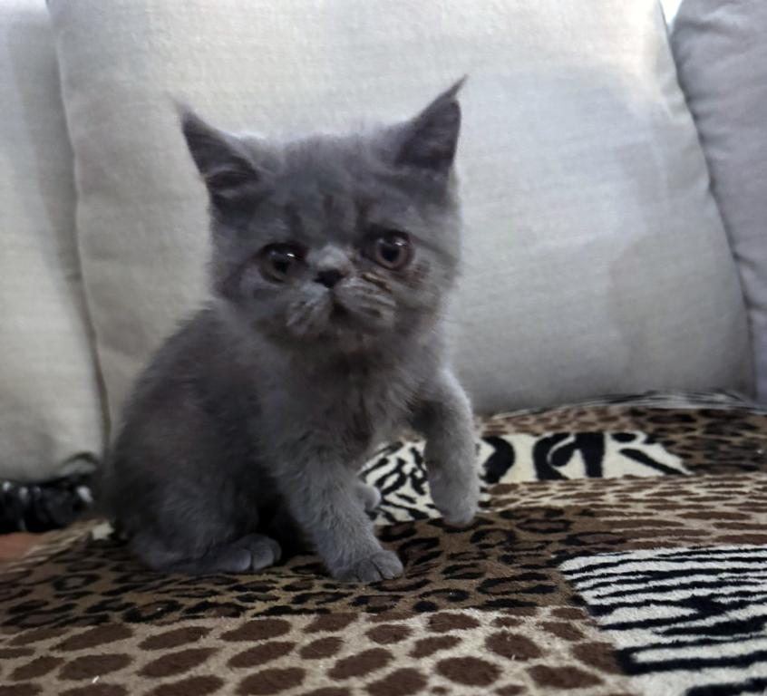 Graysi Is A Gorgeous Blue Exotic Persian Mix photo 2