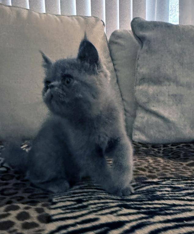Graysi Is A Gorgeous Blue Exotic Persian Mix photo 6