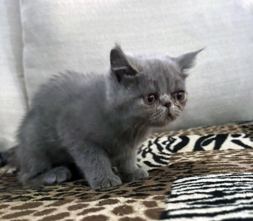 Graysi Is A Gorgeous Blue Exotic Persian Mix photo 4