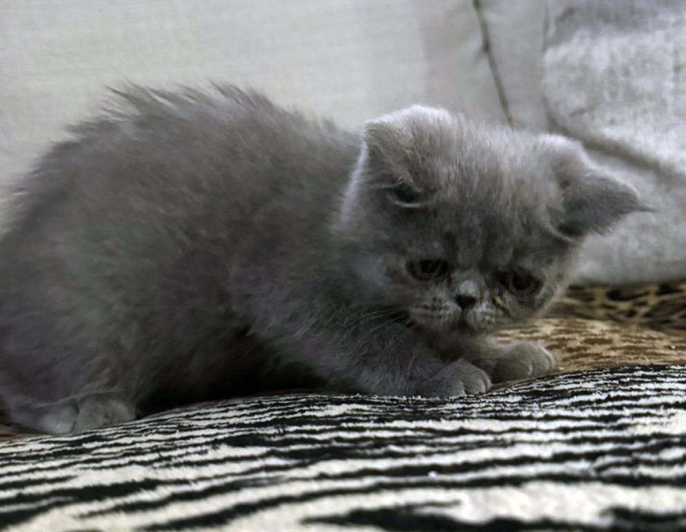 Graysi Is A Gorgeous Blue Exotic Persian Mix photo 5
