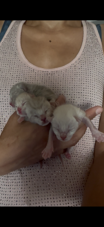 4th Of July Litter Siamese photo 3