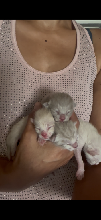 4th Of July Litter Siamese