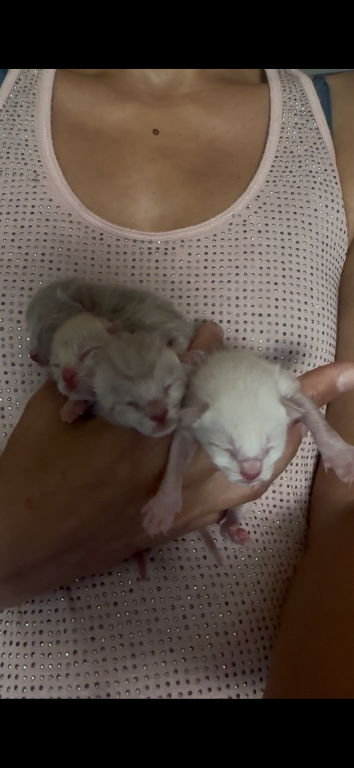 4th Of July Litter Siamese photo 2