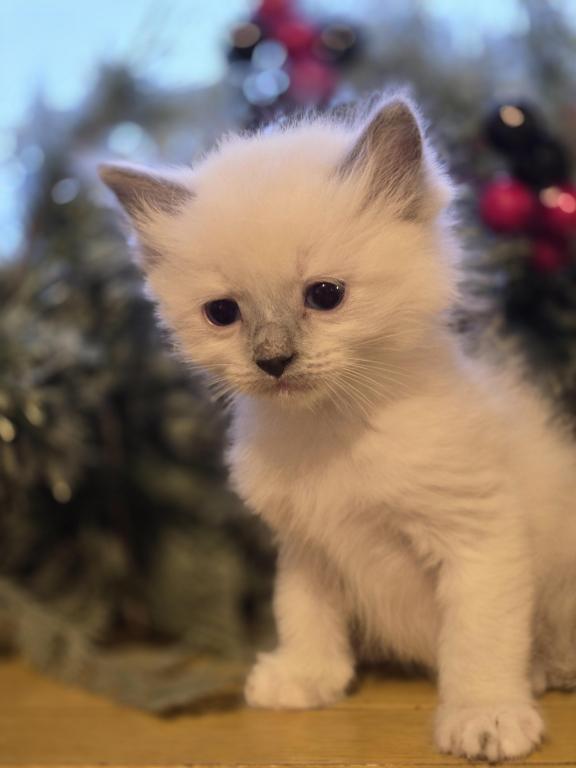 Lovey Kittens photo 27