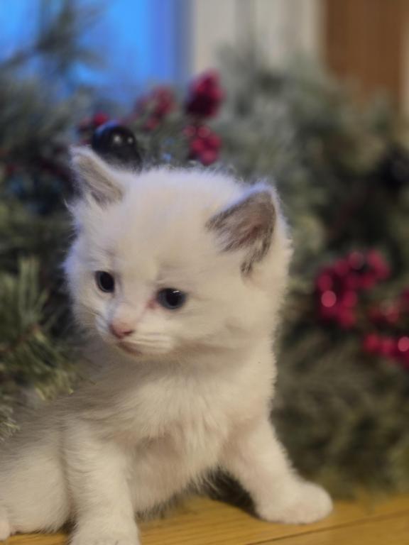 Lovey Kittens photo 16