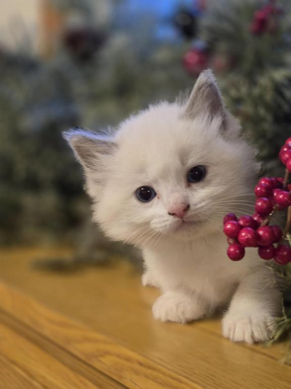 Lovey Kittens photo 19