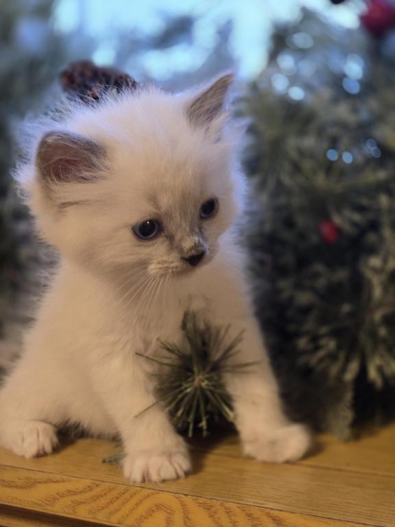 Lovey Kittens photo 32