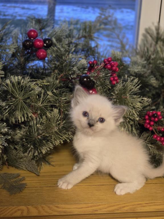 Lovey Kittens photo 14