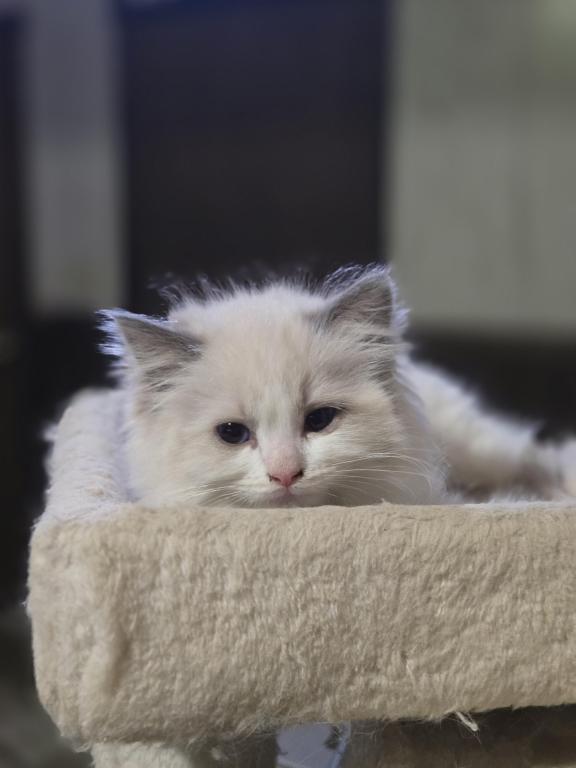 Lovey Kittens photo 2