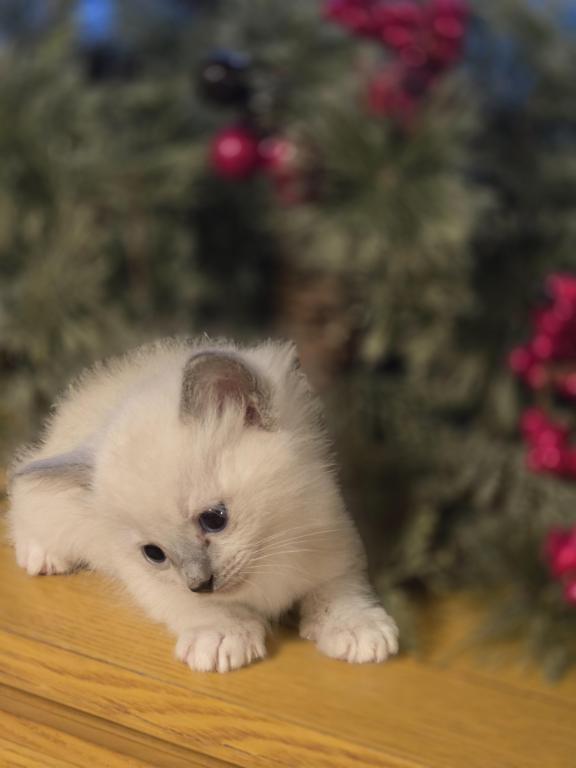 Lovey Kittens photo 12