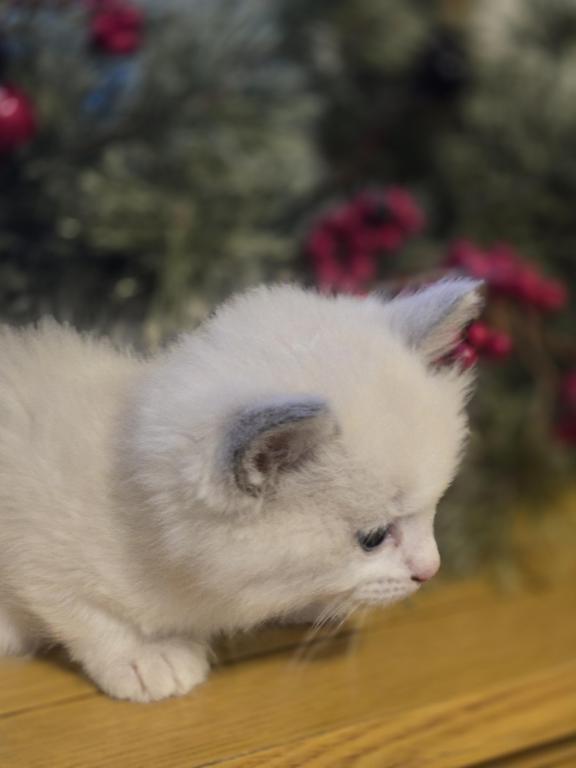 Lovey Kittens photo 17