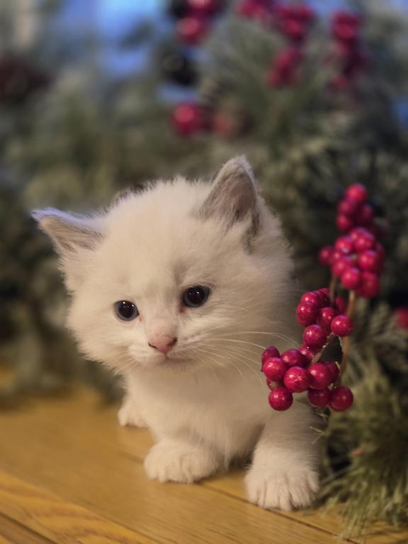 Lovey Kittens photo 18