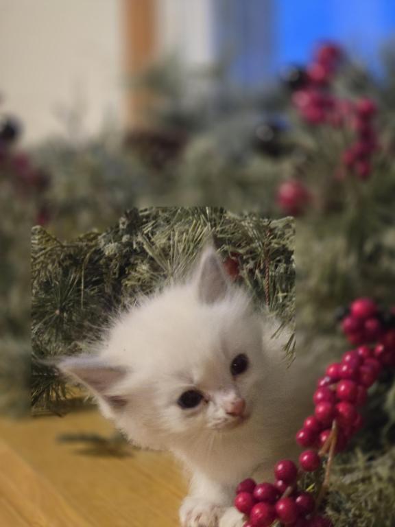 Lovey Kittens photo 8