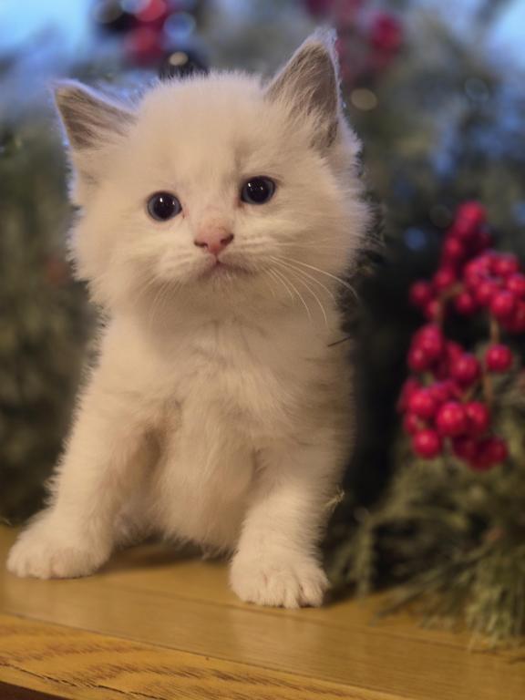 Lovey Kittens photo 20