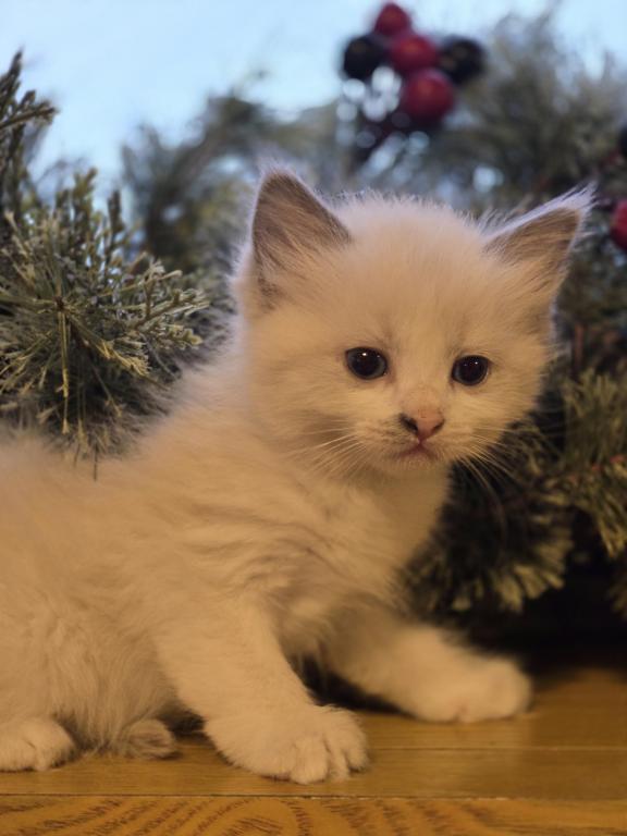 Lovey Kittens photo 35
