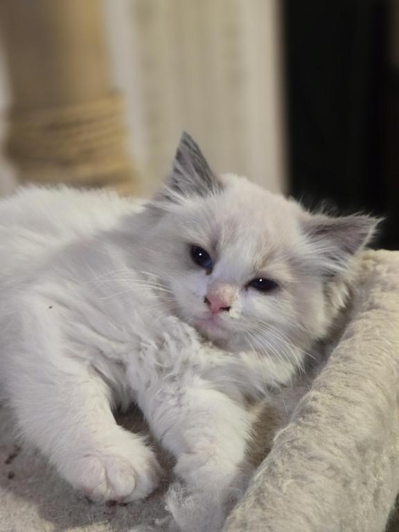 Lovey Kittens photo 3