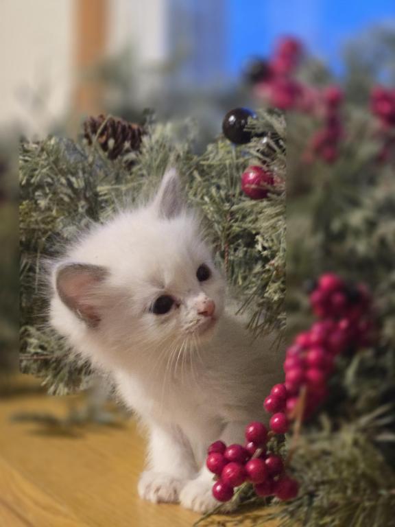 Lovey Kittens photo 6