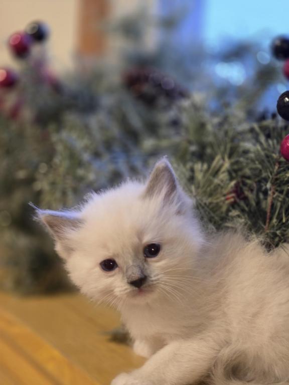 Lovey Kittens photo 24