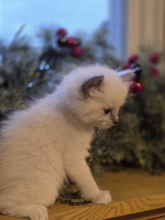Lovey Kittens photo 31