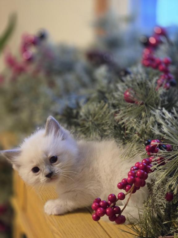 Lovey Kittens photo 23