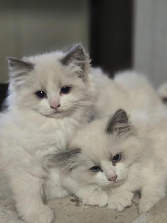 Lovey Kittens