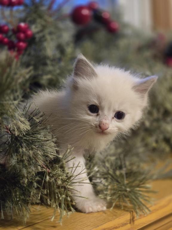 Lovey Kittens photo 11