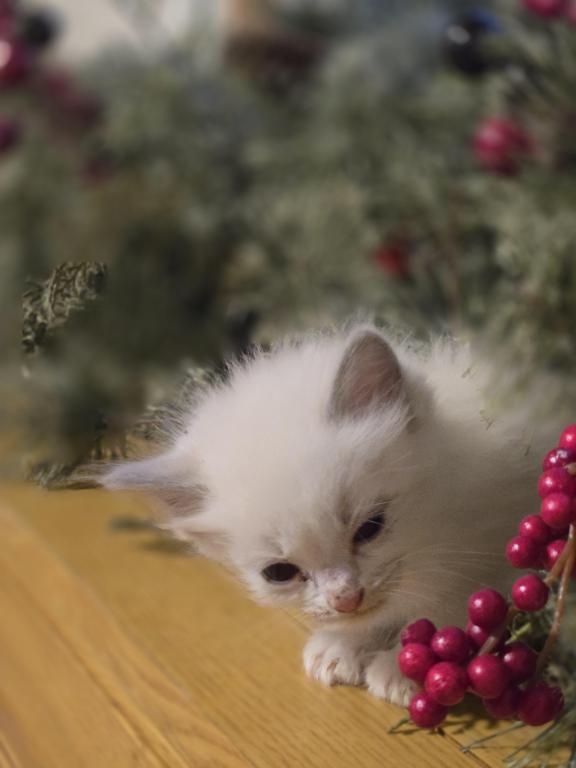 Lovey Kittens photo 9