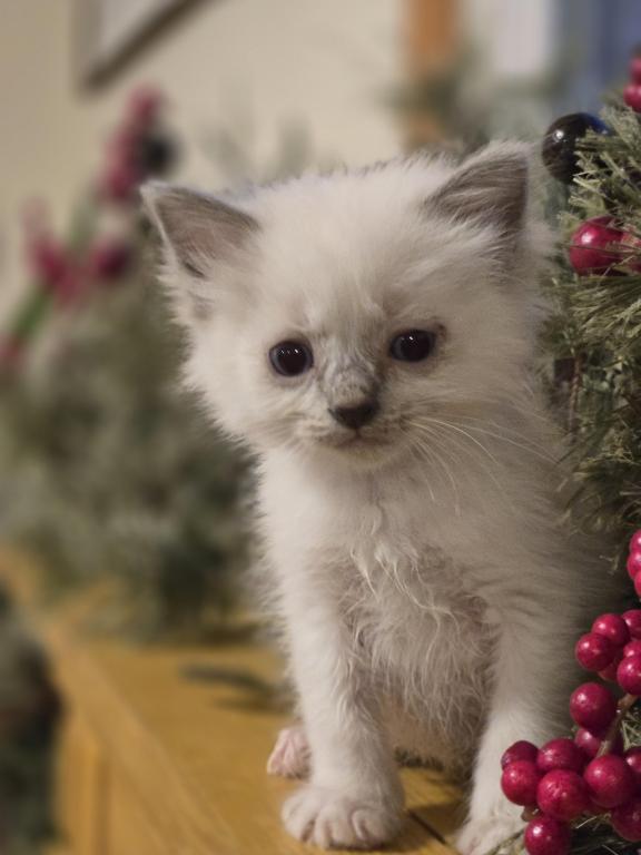 Lovey Kittens photo 5