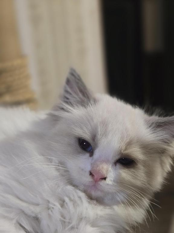 Lovey Kittens photo 4