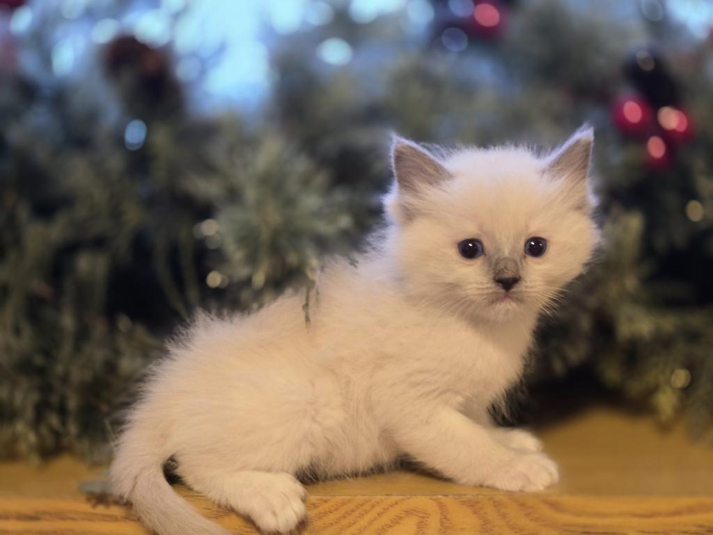 Lovey Kittens photo 28