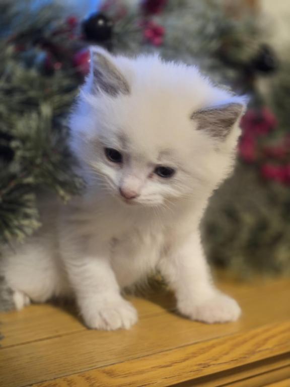 Lovey Kittens photo 21