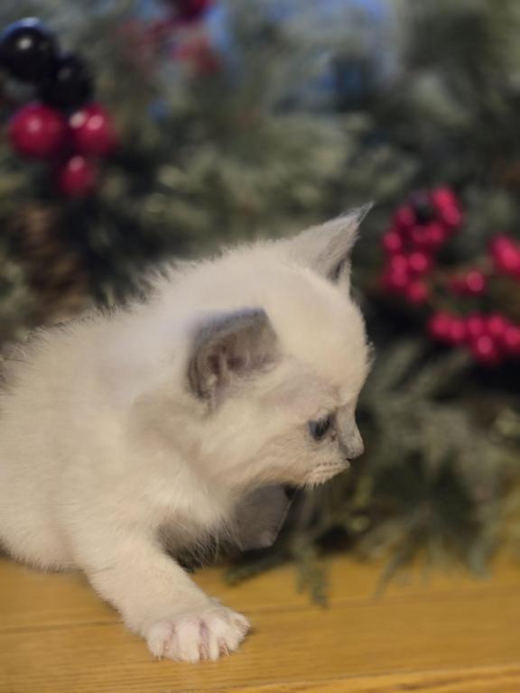 Lovey Kittens photo 15