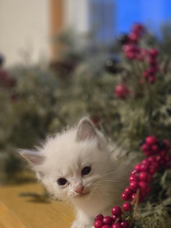Lovey Kittens photo 7