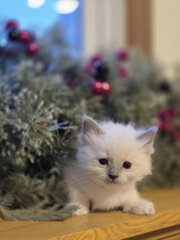 Lovey Kittens photo 26