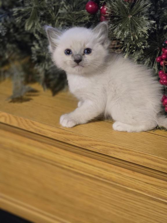 Lovey Kittens photo 13