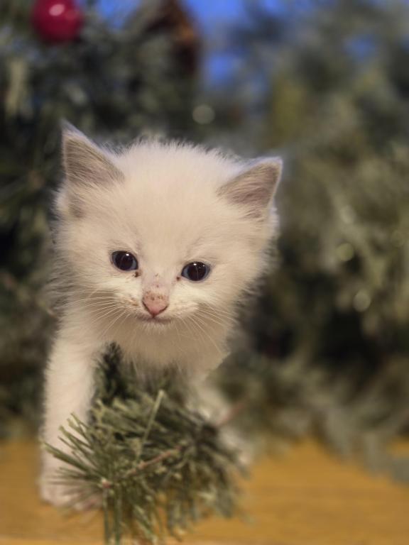 Lovey Kittens photo 10