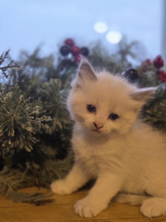 Lovey Kittens photo 38