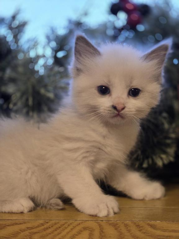 Lovey Kittens photo 36