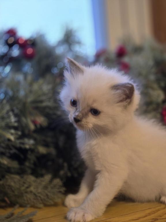 Lovey Kittens photo 33