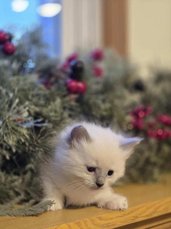 Lovey Kittens photo 25