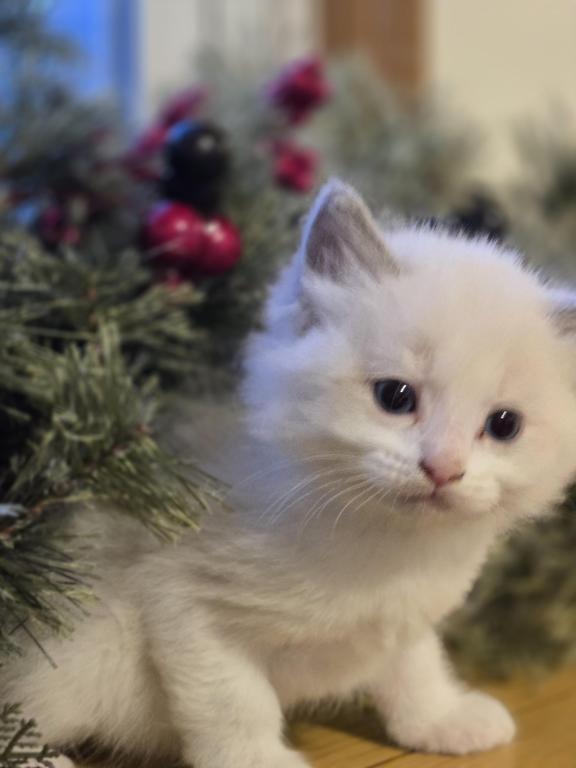 Lovey Kittens photo 22