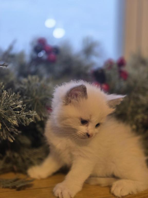 Lovey Kittens photo 37
