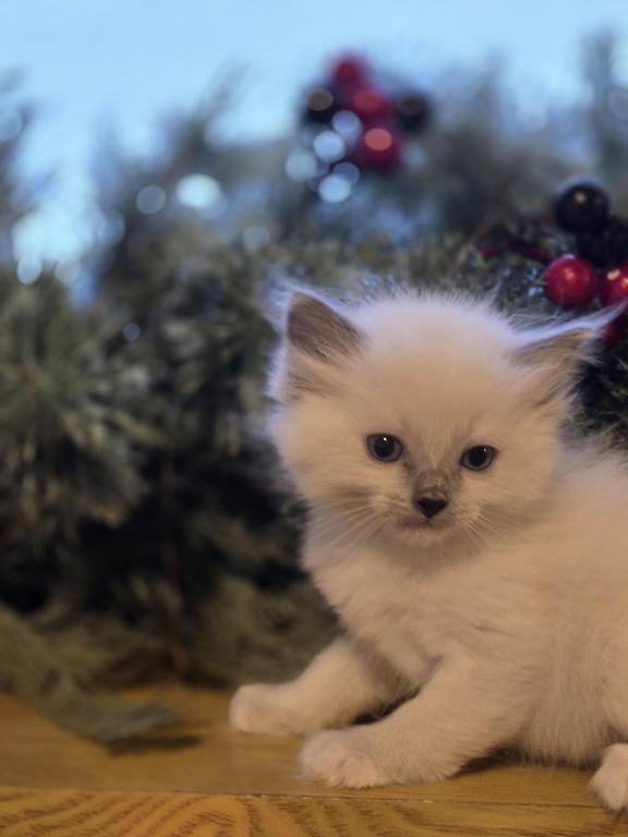 Lovey Kittens photo 34