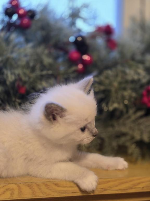 Lovey Kittens photo 30