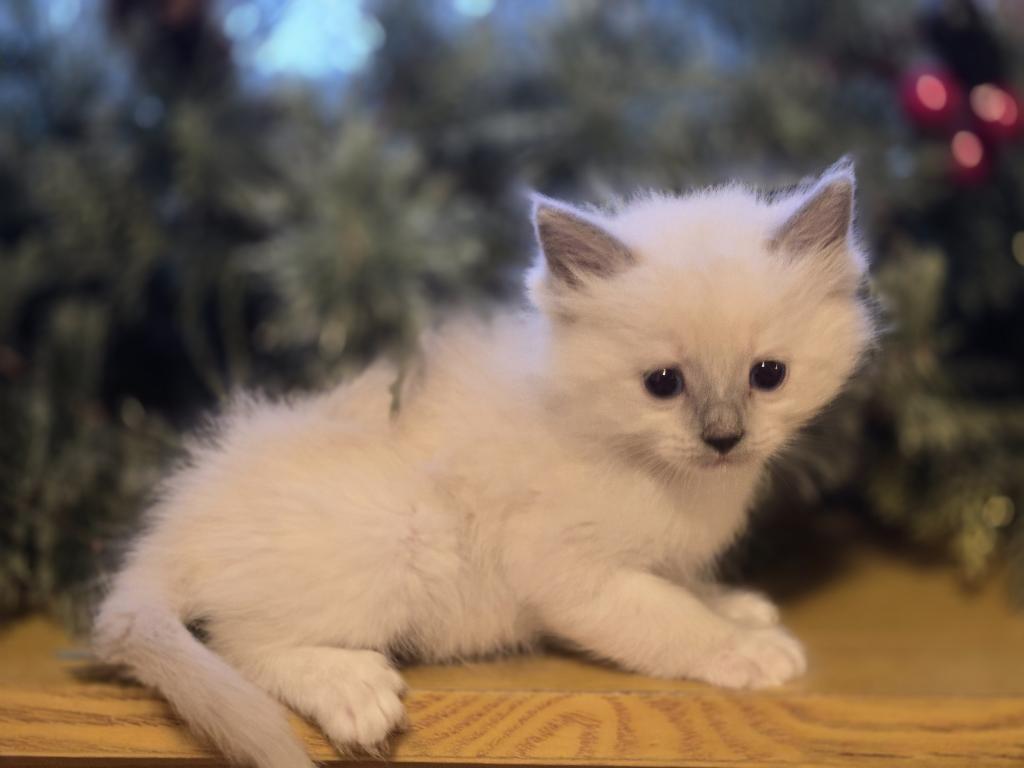 Lovey Kittens photo 29