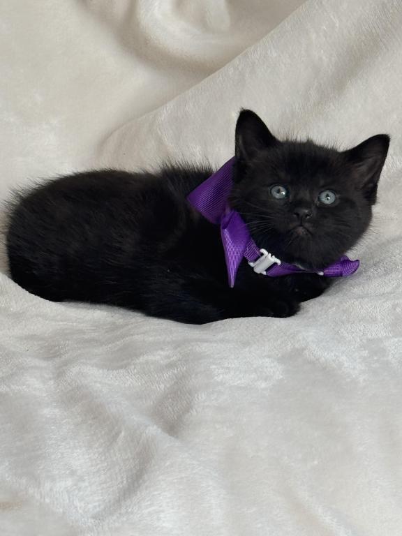 Bella photo 2