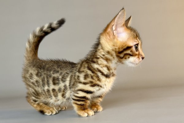 Munchkin Patch photo 5