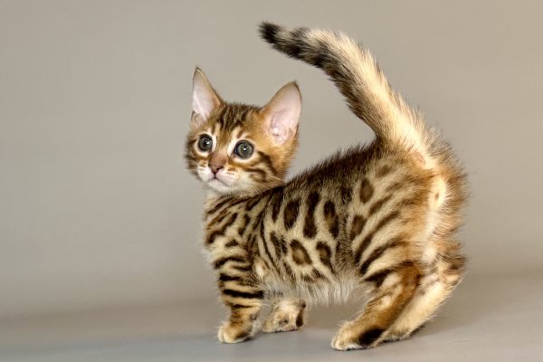 Munchkin Patch photo 1
