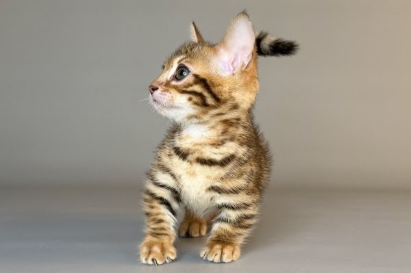 Munchkin Patch photo 2
